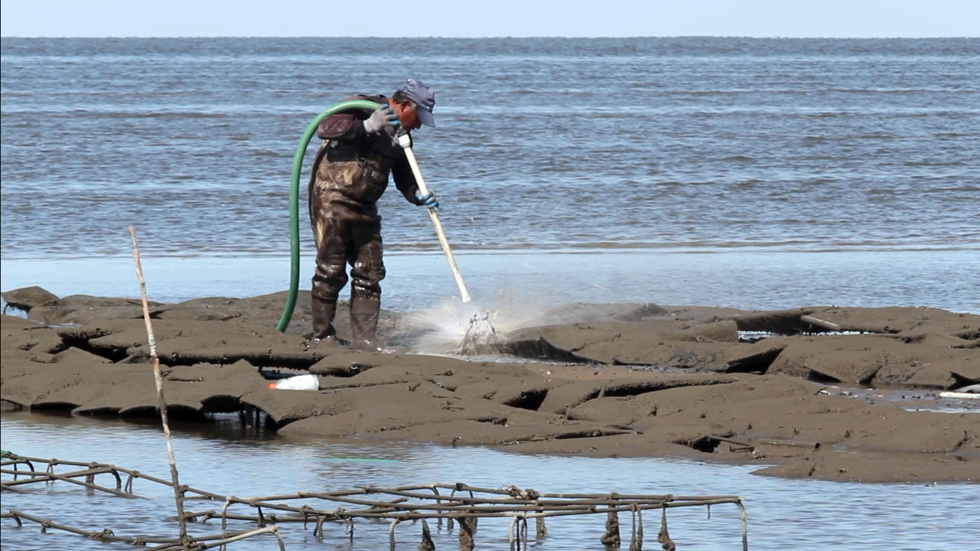 Delaware Bay Oyster Farming